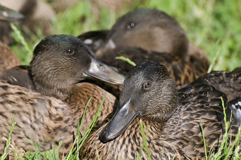 Provence 2014 +20140606_0942 als Smart-Objekt-1 Kopie.jpg - Die saßen quasi bei uns am Tisch und störten sich noch nicht mal am Felix. 